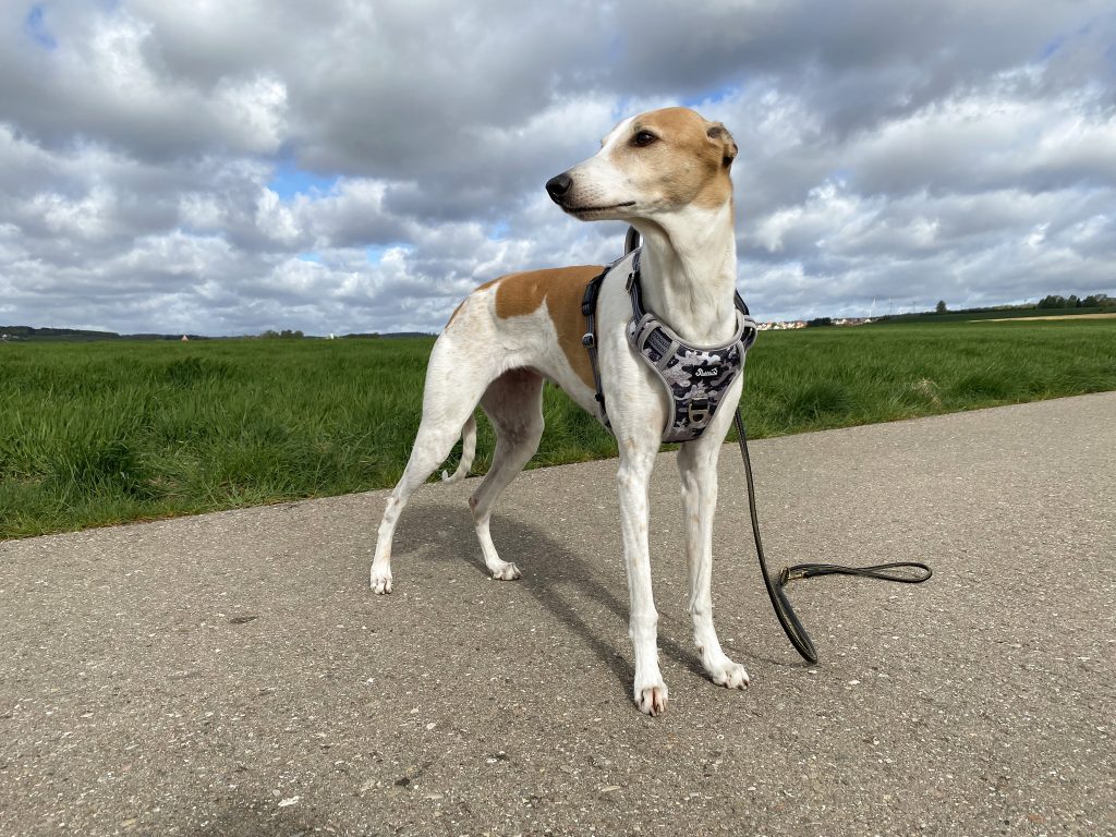 Eyein Hundegeschirr am Hund Diagonalansicht
