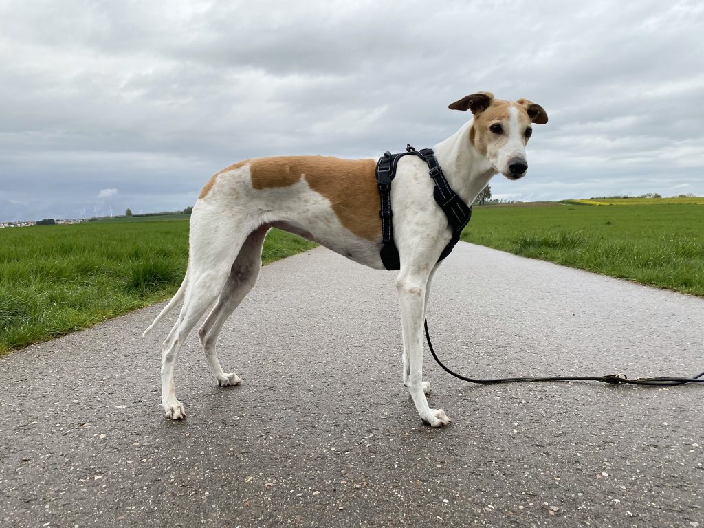 Rabbitgoo DTCW006 Hundegeschirr am Hund Seitenansicht