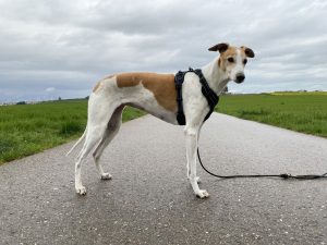 Rabbitgoo DTCW006 Hundegeschirr am Hund Seitenansicht