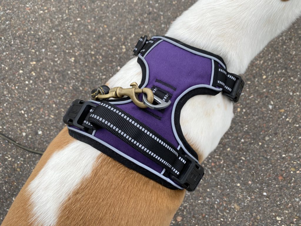 HEELE Hundegeschirr am Hund Detail Oberseite