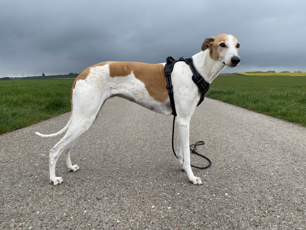 Eagloo ‎DTCW006 Hundegeschirr am Hund Seitenansicht