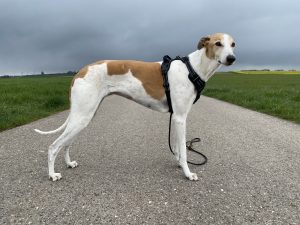 Eagloo ‎DTCW006 Hundegeschirr am Hund Seitenansicht