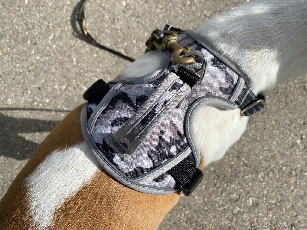 Eyein Hundegeschirr am Hund Detail Oberseite
