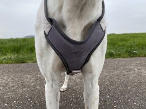 Hunter Neopren Hundegeschirr am Hund Detail Vorderseite