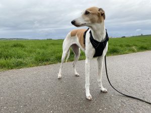 Rabbitgoo DTCW006 Hundegeschirr am Hund Diagonalansicht