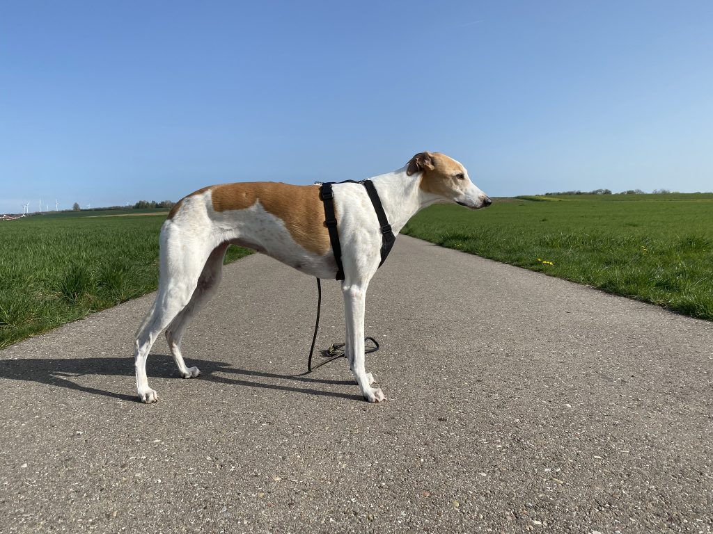 SlowTon LT-STP8-1-BS Hundegeschirr am Hund Seitenansicht