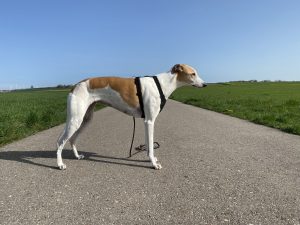 SlowTon LT-STP8-1-BS Hundegeschirr am Hund Seitenansicht