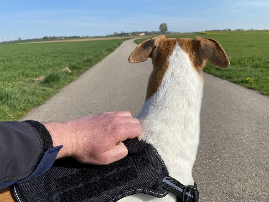Amazon Basics Anti-Zieh-Hundegeschirr am Hund Detail Griff halten