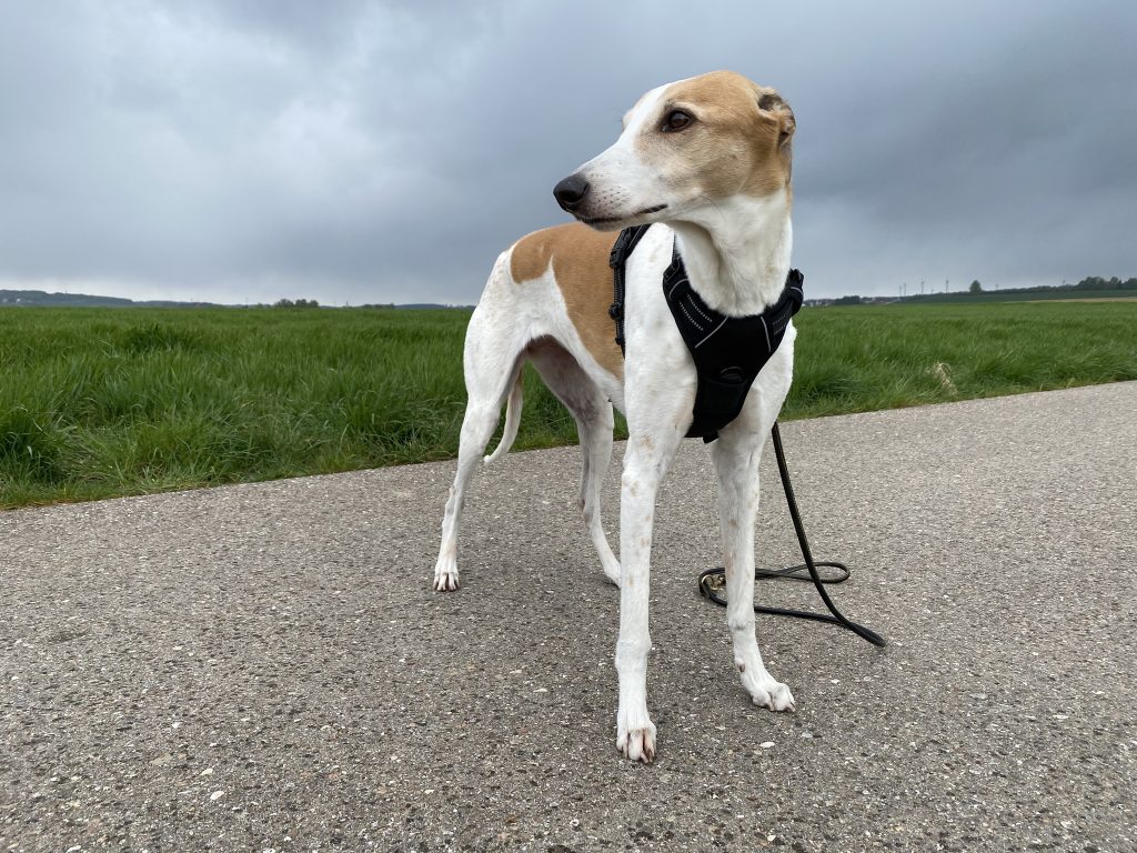 Eagloo ‎DTCW006 Hundegeschirr am Hund Diagonalansicht