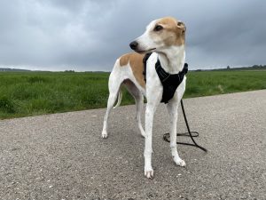 Eagloo ‎DTCW006 Hundegeschirr am Hund Diagonalansicht