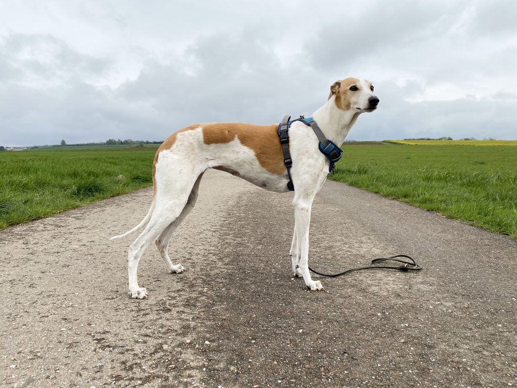 Embark No-Pull Hundegeschirr am Hund Seitenansicht