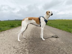 Embark No-Pull Hundegeschirr am Hund Seitenansicht