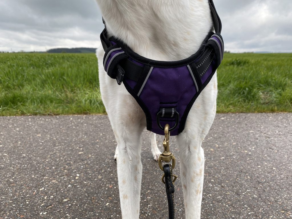 HEELE Hundegeschirr am Hund Detail Vorderseite