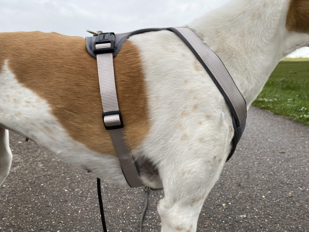 Hunter Neopren Hundegeschirr am Hund Detail Seite