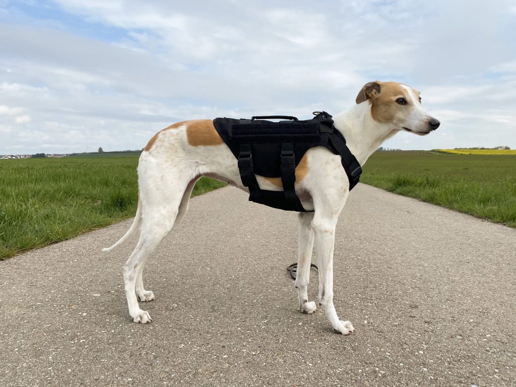 OneTigris No-Pull Hundegeschirr am Hund Seitenansicht