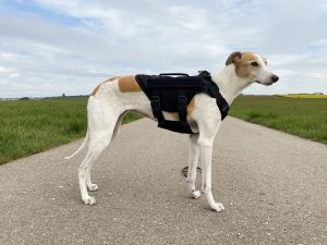 OneTigris No-Pull Hundegeschirr am Hund Seitenansicht