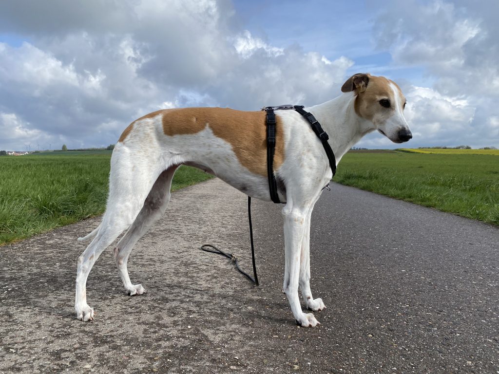 PetSafe 3-in-1 Hundegeschirr am Hund Seitenansicht