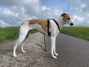 PetSafe 3-in-1 Hundegeschirr am Hund Seitenansicht
