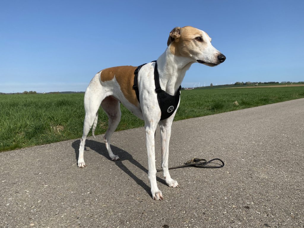 SlowTon LT-STP8-1-BS Hundegeschirr am Hund Frontansicht