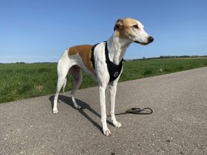 SlowTon LT-STP8-1-BS Hundegeschirr am Hund Frontansicht