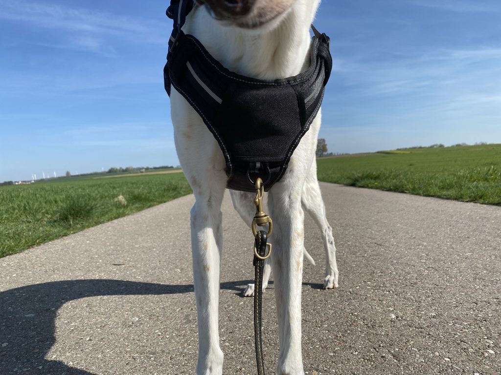 Amazon Basics Anti-Zieh-Hundegeschirr am Hund Detail Vorderseite