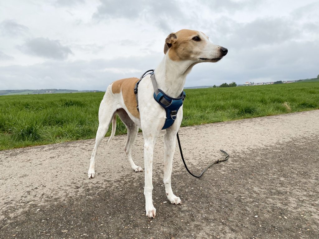Embark No-Pull Hundegeschirr am Hund Diagonalansicht