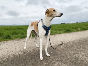 Embark No-Pull Hundegeschirr am Hund Diagonalansicht