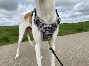 Eyein Hundegeschirr am Hund Detail Vorderseite