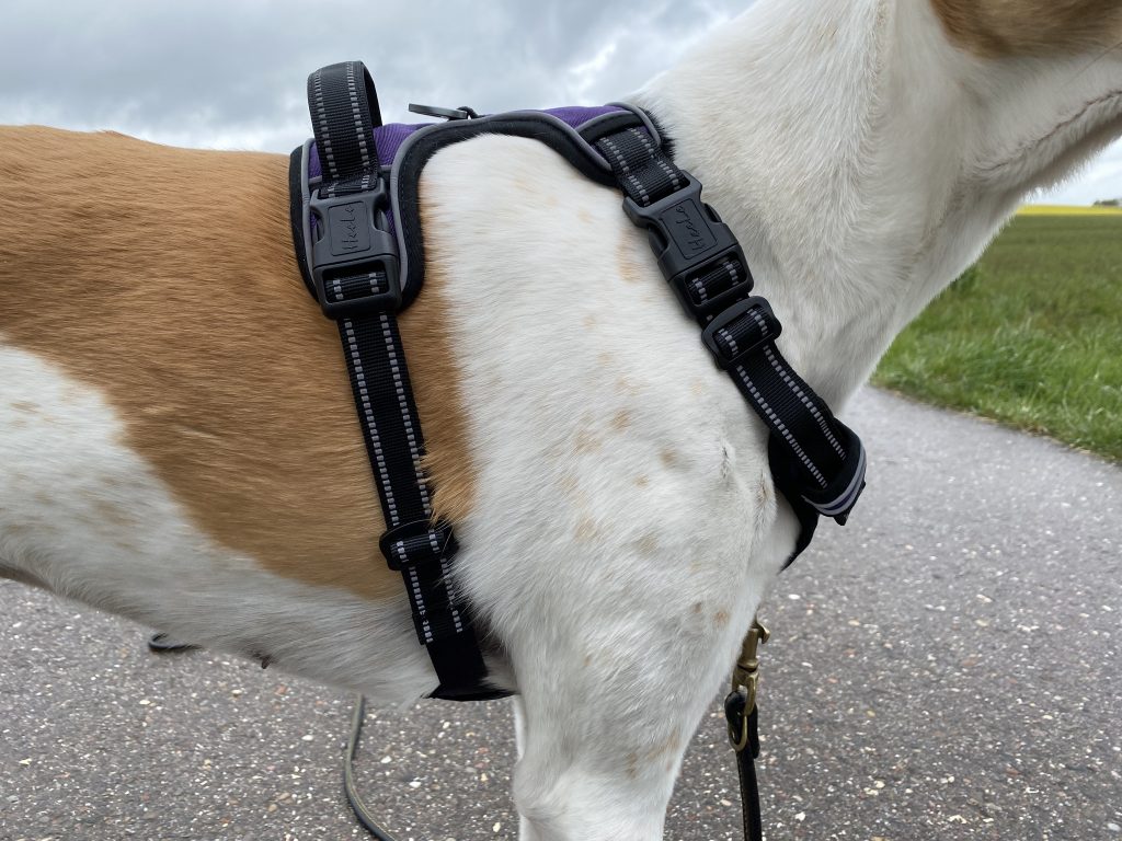 HEELE Hundegeschirr am Hund Detail Seite