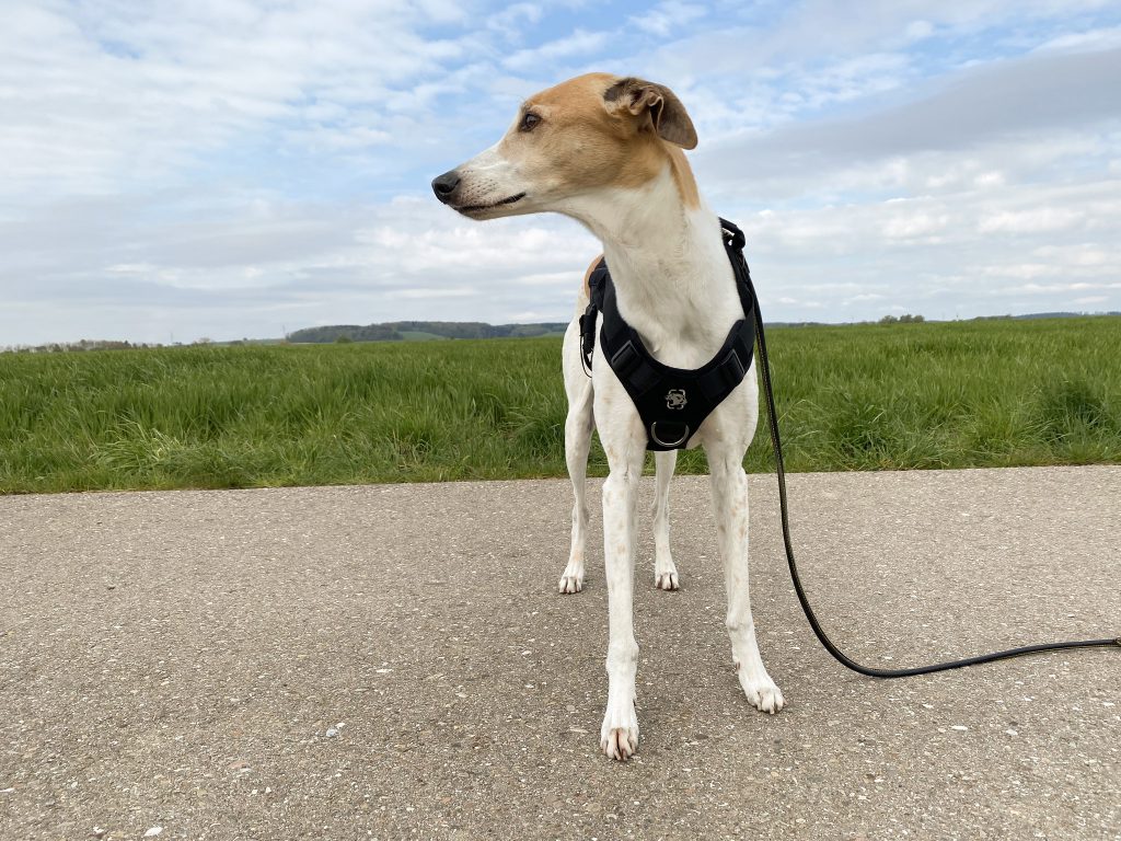 OneTigris No-Pull Hundegeschirr am Hund Frontansicht