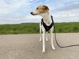 OneTigris No-Pull Hundegeschirr am Hund Frontansicht