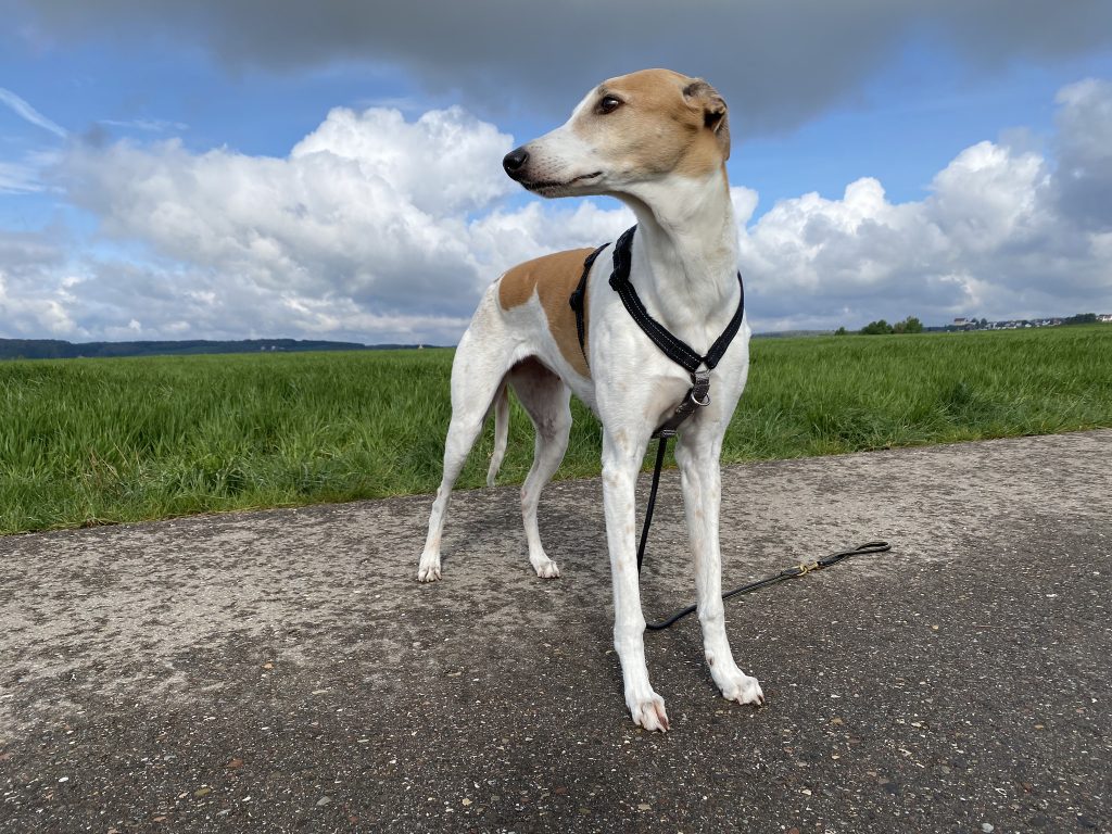 PetSafe 3-in-1 Hundegeschirr am Hund Diagonalansicht