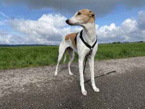 PetSafe 3-in-1 Hundegeschirr am Hund Diagonalansicht