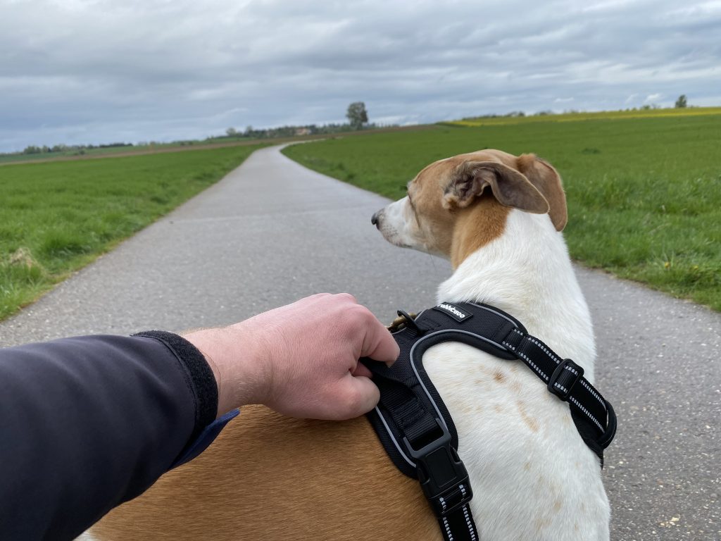 Rabbitgoo DTCW006 Hundegeschirr am Hund Detail Griff halten