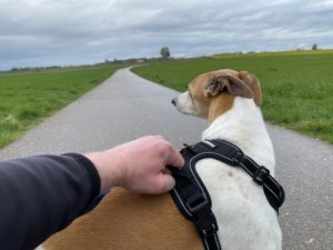 Rabbitgoo DTCW006 Hundegeschirr am Hund Detail Griff halten