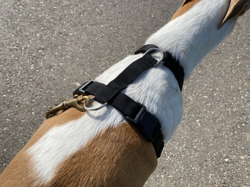 SlowTon LT-STP8-1-BS Hundegeschirr am Hund Detail Oberseite