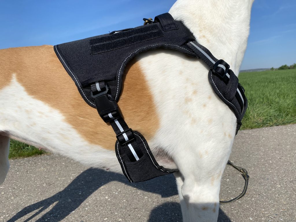 Amazon Basics Anti-Zieh-Hundegeschirr am Hund Detail Seite