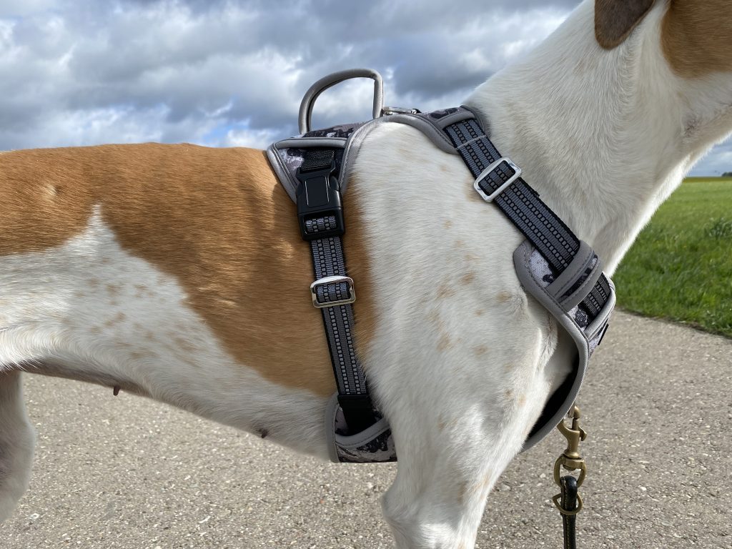 Eyein Hundegeschirr am Hund Detail Seite