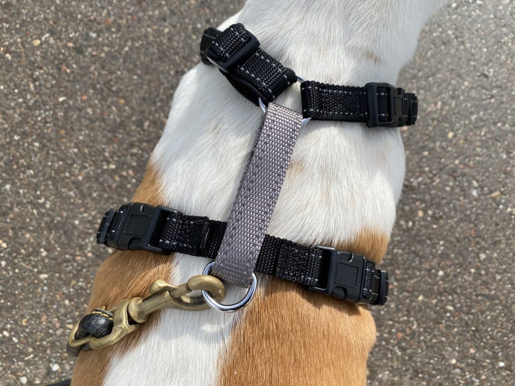 PetSafe 3-in-1 Hundegeschirr am Hund Detail Oberseite
