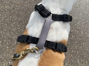 PetSafe 3-in-1 Hundegeschirr am Hund Detail Oberseite