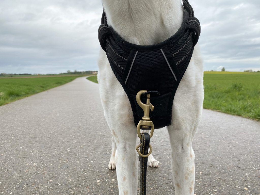 Rabbitgoo DTCW006 Hundegeschirr am Hund Detail Vorderseite