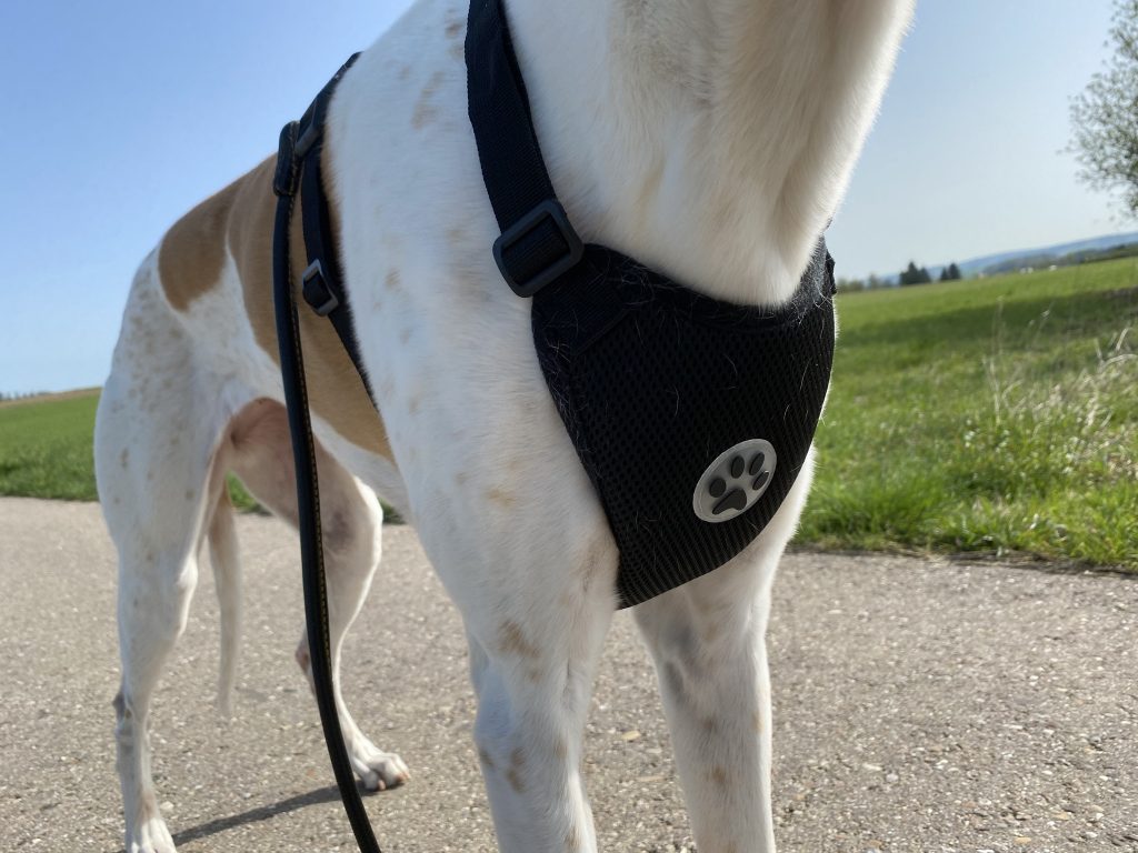 SlowTon LT-STP8-1-BS Hundegeschirr am Hund Detail Vorderseite
