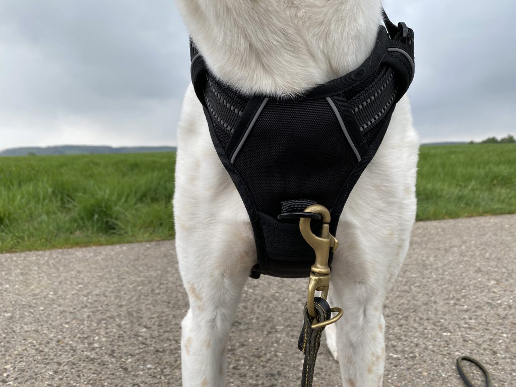 Eagloo ‎DTCW006 Hundegeschirr am Hund Detail Vorderseite