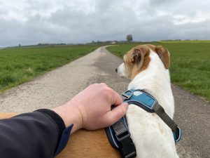 Embark No-Pull Hundegeschirr am Hund Detail Griff halten