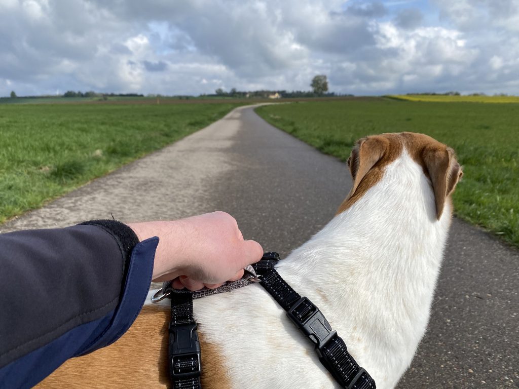 PetSafe 3-in-1 Hundegeschirr am Hund Detail Griff festhalten