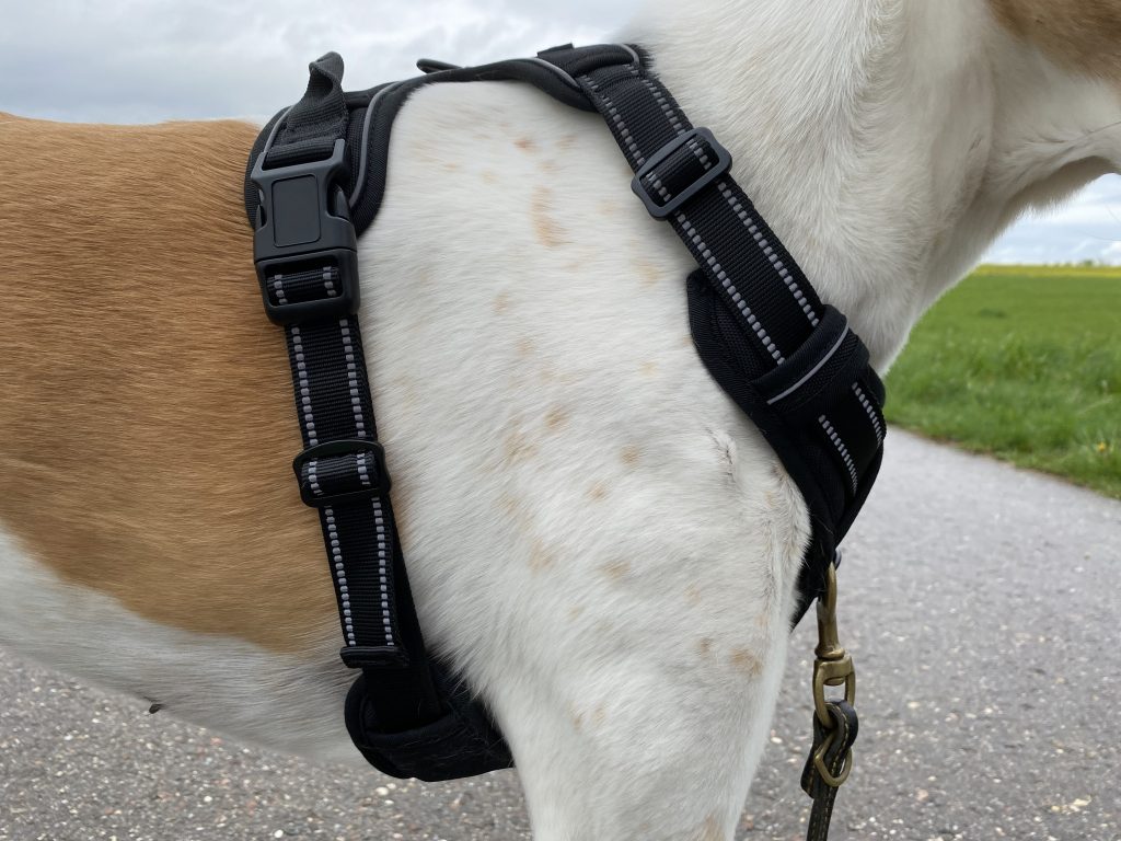 Rabbitgoo DTCW006 Hundegeschirr am Hund Detail Seite