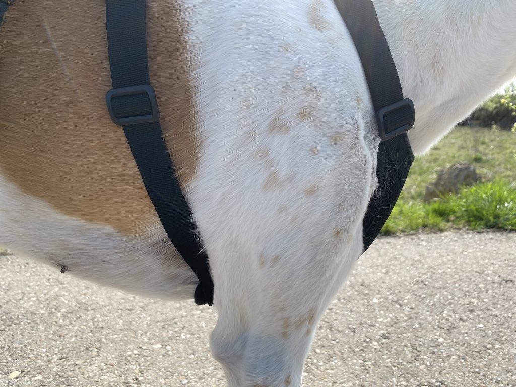 SlowTon LT-STP8-1-BS Hundegeschirr am Hund Detail Seite