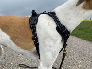 Eagloo ‎DTCW006 Hundegeschirr am Hund Detail Seite