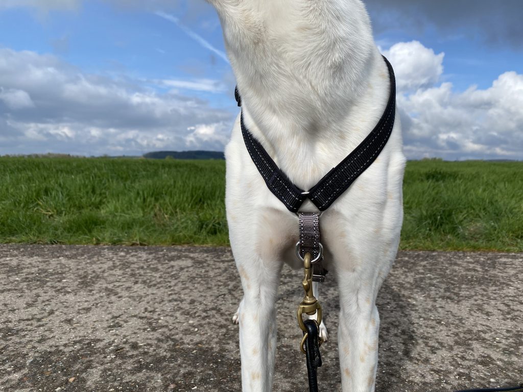 PetSafe 3-in-1 Hundegeschirr am Hund Detail Vorderseite