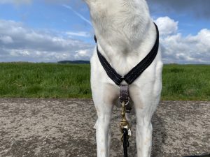 PetSafe 3-in-1 Hundegeschirr am Hund Detail Vorderseite